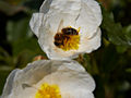 Cistus scilicifolius IMG_4533 Czystek